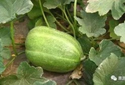 吃想吃的瓜,探寻那令人垂涎的甜蜜诱惑