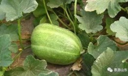 吃想吃的瓜,探寻那令人垂涎的甜蜜诱惑