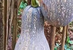 吃中药可以吃小瓜吗,吃中药时小瓜的食用指南