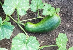 吃瓠瓜上火吗,揭秘吃瓠瓜是否会引发上火