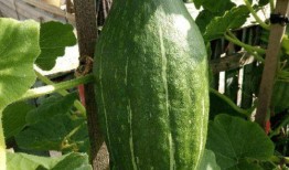 1刀乐吃瓜,揭秘娱乐圈幕后故事