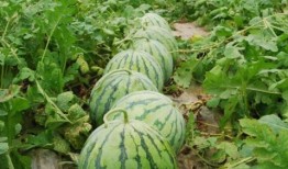 梦见亲戚吃大瓜,揭秘亲戚共品大瓜的神秘寓意