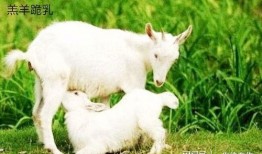 吃瓜小羊搞笑情侣,甜蜜日常，欢乐无限