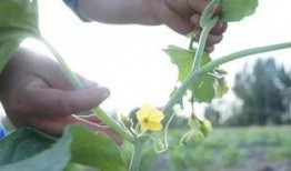 流萤吃瓜群众,吃瓜群众热议风云