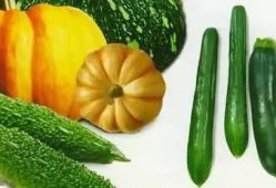 吃瓜系统朝堂,朝堂风云背后的宫廷八卦