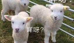 吃瓜小羊搞笑情侣,甜蜜日常，欢乐无限