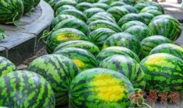 松滋某校吃瓜,揭秘校园生活趣味瞬间