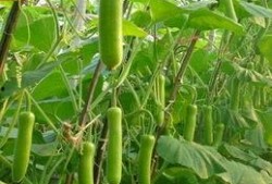 吃瓠子瓜中毒,预防与应对策略