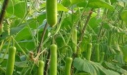 吃瓠子瓜中毒,预防与应对策略