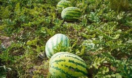 双河市吃瓜,品味夏日甜蜜时光