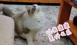 小猫吃板栗瓜好吗,小猫食用板栗瓜的安全性探讨