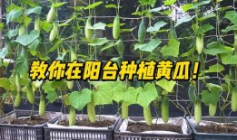 种花和吃瓜教案,寓教于乐的植物认知与生活体验课程