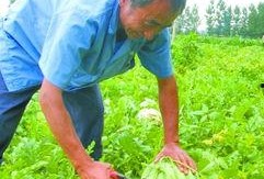 农民田间吃瓜,农民的夏日美味时光